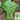 'Huaqing No.1' Sweet Leaf Lettuce Seeds, 20g