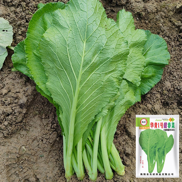 'Huaqing No.1' Sweet Leaf Lettuce Seeds, 20g