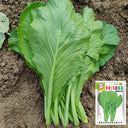 'Huaqing No.1' Sweet Leaf Lettuce Seeds, 20g