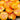 1084 Heart of Flame Tomato, 5 Seeds