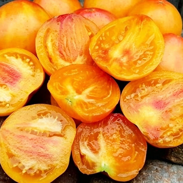 1084 Heart of Flame Tomato, 5 Seeds