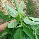Chaozhou Jute Leaf Seeds, 10g