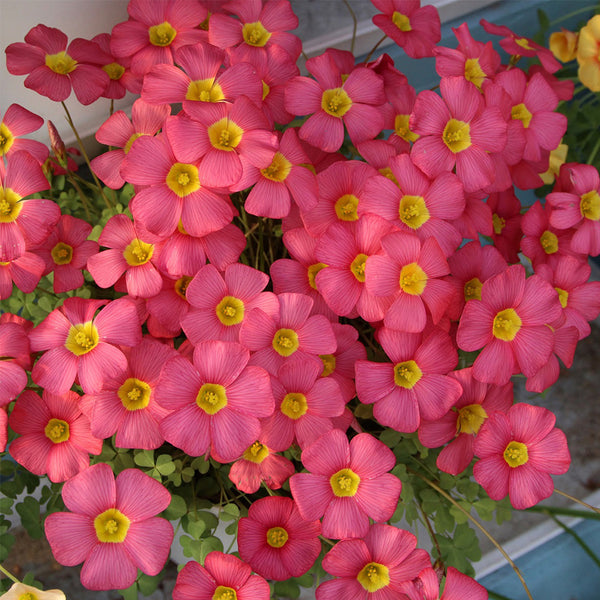 Oxalis obtusa Series Bulb - 'Rhodo', 10 Bulbs