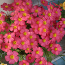 Oxalis obtusa Series Bulb - 'Rhodo', 10 Bulbs