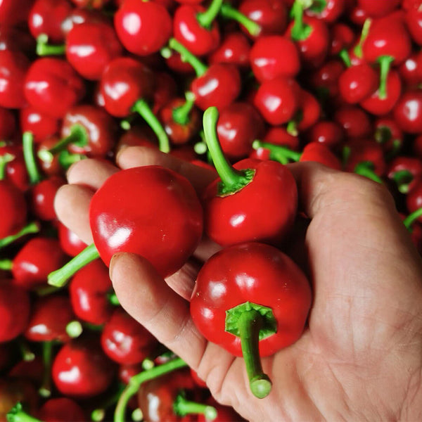 Jinjiao Hongtanzi Chili Pepper Seeds