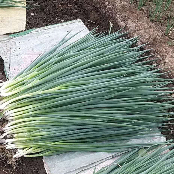 Jiemei Black-leaf Chives Seeds, 5g