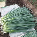 Jiemei Black-leaf Chives Seeds, 5g