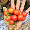 769 Mini Pig Red Tomato, 5 Seeds