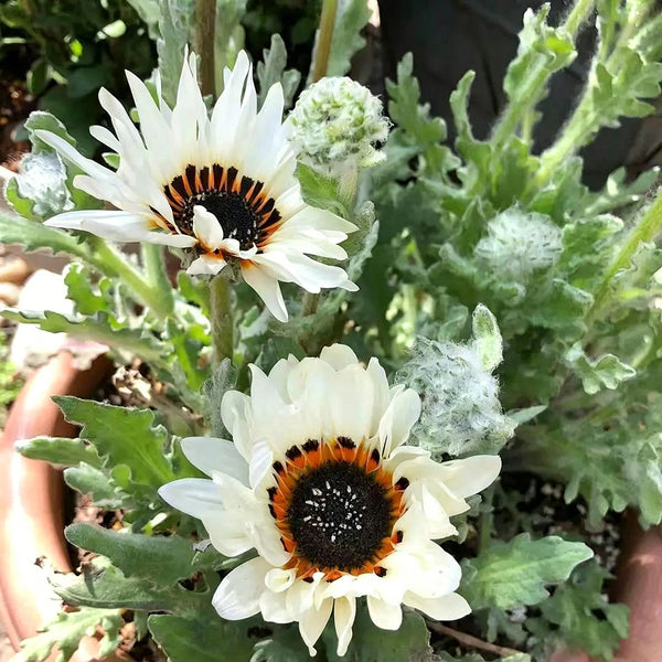 Double White Cape Daisy, 100 Seeds