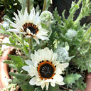 Double White Cape Daisy, 100 Seeds