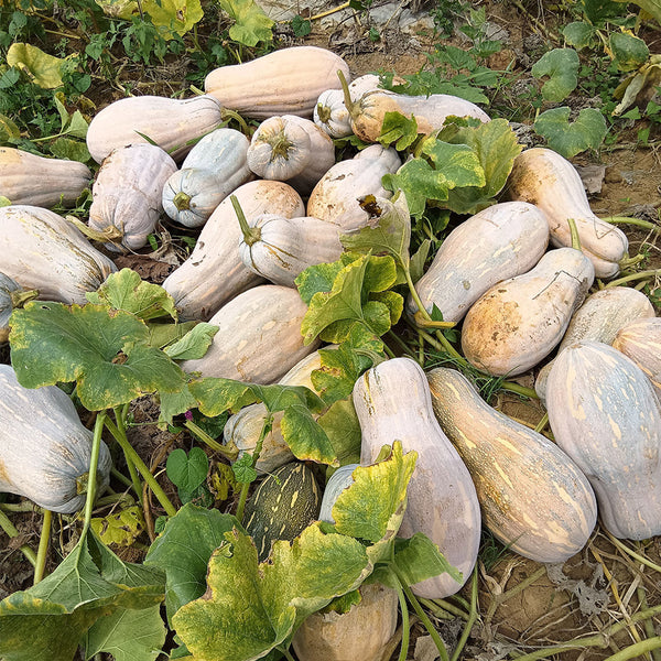 'Jiemei' Miben Pumpkin, 10 Seeds
