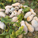 'Jiemei' Miben Pumpkin, 10 Seeds