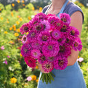 W1348 Large-Flowered Purple Zinnia, 100 Seeds