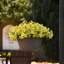 U2332 Caliburst Yellow F1 Petchoa, 5 Seeds