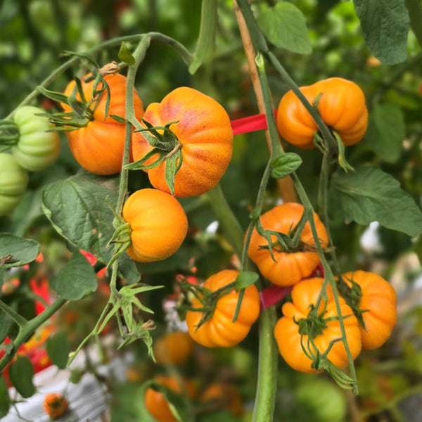 766 Summer Temptation Tomato, 5 Seeds