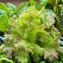 Red Leaf Romaine Lettuce Seeds, 5g