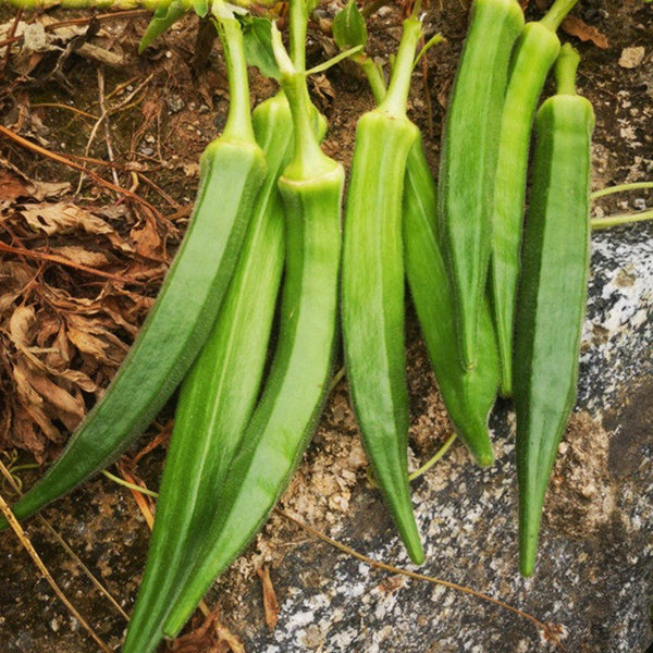 Traditional Okra Seeds, 10g