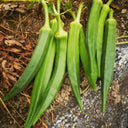 Traditional Okra Seeds, 10g
