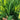 Fusheng No.1 Snow Leek Seeds, 250g