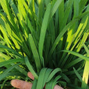 Fusheng No.1 Snow Leek Seeds, 250g