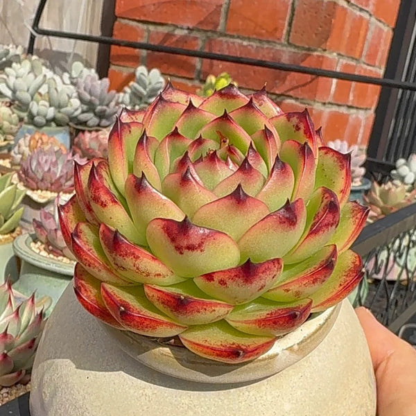 Echeveria cv. 'Gilva', 3pcs x 1-head