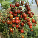 706 Fairy Garnet Tomato, 3 Seeds