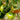 Super Sweet Sandy Strawberry Tomato, 100 Seeds
