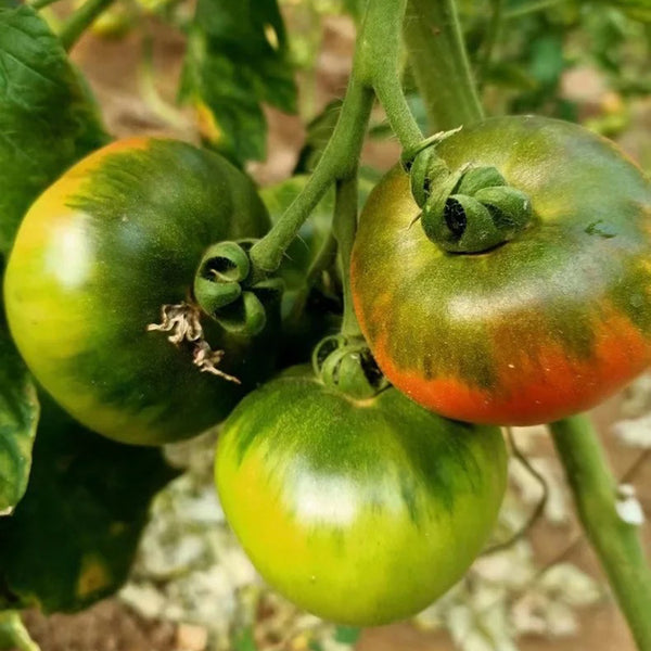 Super Sweet Sandy Strawberry Tomato, 100 Seeds