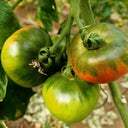 Super Sweet Sandy Strawberry Tomato, 100 Seeds