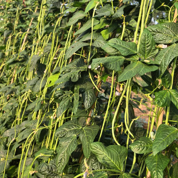 Jiaduobao Yardlong Bean, 30g