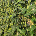 Jiaduobao Yardlong Bean, 30g