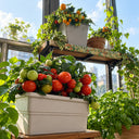 362 Florida Petite Tomato, 5 Seeds