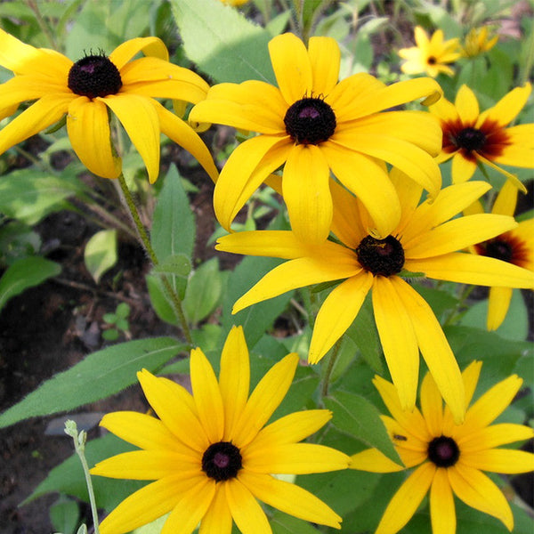 Hezhichun Dwarf Black-eyed Susan Seeds, 1g