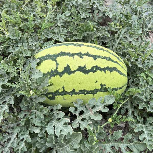 Xiashi No.5 Watermelon Seeds, 400 Seeds