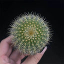 Parodia schumanniana, 4-5cm