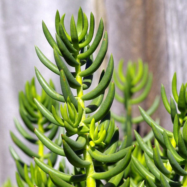 Reflexed Stonecrop Seeds, 200 Seeds