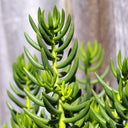 Reflexed Stonecrop Seeds, 200 Seeds
