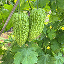 'Kainong Chunbao' Bitter Gourd Seeds, 50 Seeds