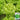 'Jiemei' Fast-Growing Loose-Leaf Lettuce, 2000 Seeds