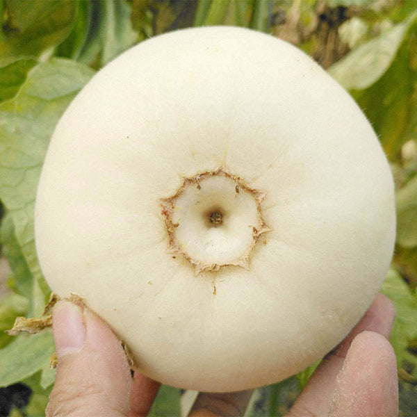 White Honey Jar Melon Hybrid Seeds, 30 Seeds