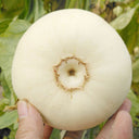 White Honey Jar Melon Hybrid Seeds, 30 Seeds