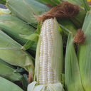 Jingkenuo 2000E Corn Seeds, 20g