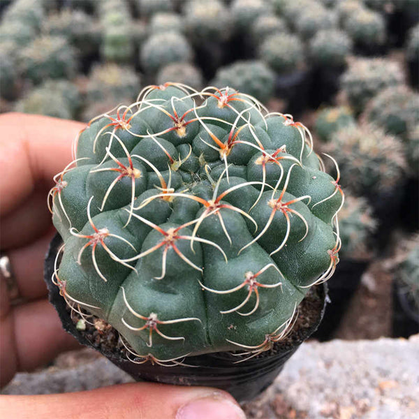 Baldian's Gymnocalycium Cactus, 3-4cm