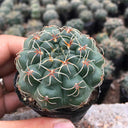 Baldian's Gymnocalycium Cactus, 3-4cm