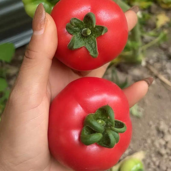 Pink Peach Fruit Tomato Seeds, 0.5g