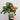 660 Mini Krasny Milo Tomato, 5 Seeds