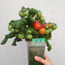 660 Mini Krasny Milo Tomato, 5 Seeds