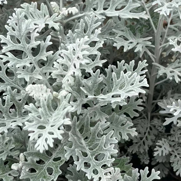 Silver Ragwort (Jacobaea maritima) Seeds, 100 Seeds
