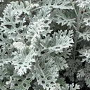 Silver Ragwort (Jacobaea maritima) Seeds, 100 Seeds