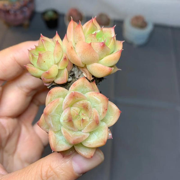 Echeveria 'Blue Light', 3pcs x 1-head